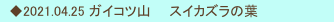 　◆2021.04.25 ガイコツ山　　スイカズラの葉