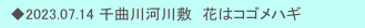 　◆2023.07.14 千曲川河川敷　花はコゴメハギ