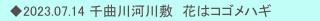 　◆2023.07.14 千曲川河川敷　花はコゴメハギ