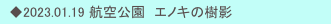 　◆2023.01.19 航空公園　エノキの樹影