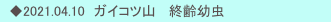 　◆2021.04.10　ガイコツ山   終齢幼虫
