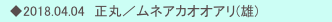 　◆2018.04.04　正丸／ムネアカオオアリ(雄)