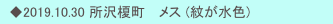　◆2019.10.30 所沢榎町　 メス (紋が水色)