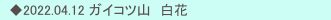 　◆2022.04.12 ガイコツ山　白花