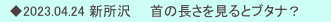 　◆2023.04.24 新所沢　　首の長さを見るとブタナ？