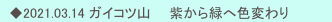 　◆2021.03.14 ガイコツ山　　紫から緑へ色変わり