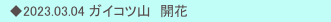 　◆2023.03.04 ガイコツ山　開花