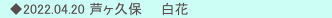 　◆2022.04.20 芦ヶ久保　　白花