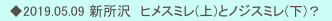 　◆2019.05.09 新所沢　ヒメスミレ(上)とノジスミレ(下)？