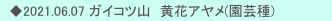 　◆2021.06.07 ガイコツ山　黄花アヤメ(園芸種)
