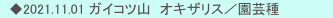 　◆2021.11.01 ガイコツ山　オキザリス／園芸種