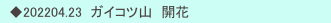 　◆202204.23  ガイコツ山　開花