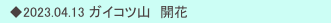　◆2023.04.13 ガイコツ山　開花
