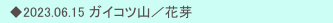 　◆2023.06.15 ガイコツ山／花芽