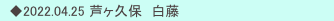 　◆2022.04.25 芦ヶ久保　白藤　