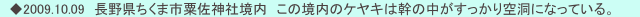 　◆2009.10.09　長野県ちくま市粟佐神社境内　この境内のケヤキは幹の中がすっかり空洞になっている。