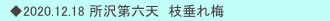 　◆2020.12.18 所沢第六天　枝垂れ梅