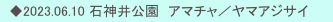 　◆2023.06.10 石神井公園　アマチャ／ヤマアジサイ