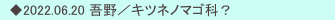 　◆2022.06.20 吾野／キツネノマゴ科？