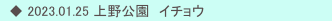 　◆ 2023.01.25 上野公園　イチョウ