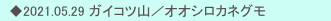 　◆2021.05.29 ガイコツ山／オオシロカネグモ